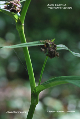 Tradescantia subaspera