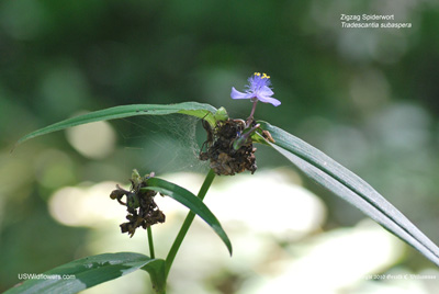 Tradescantia subaspera