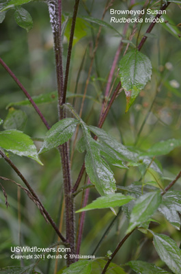 Rudbeckia triloba