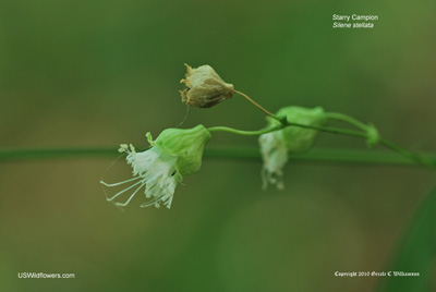 Silene stellata