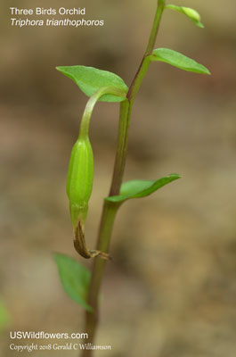 Triphora trianthophoros