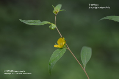 Ludwigia alternifolia