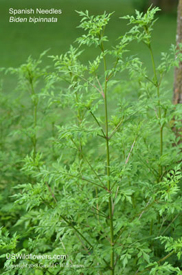 Bidens bipinnata