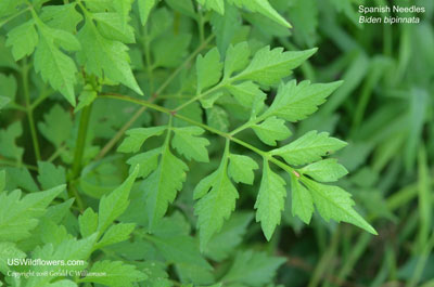 Bidens bipinnata