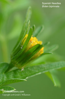 Bidens bipinnata