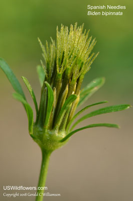 Bidens bipinnata