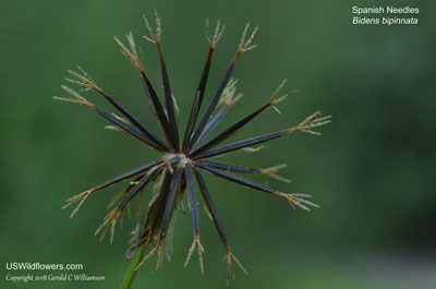 Bidens bipinnata