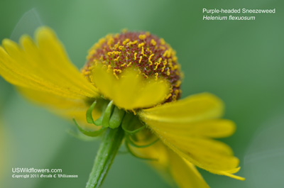 Helenium flexuosum