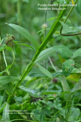 Helenium flexuosum