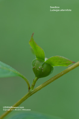 Ludwigia alternifolia