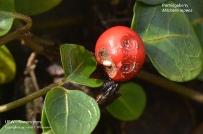 Mitchella repens