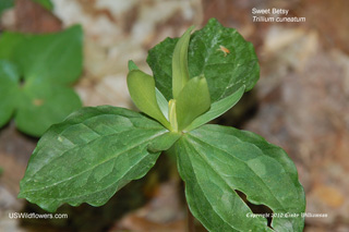 Trillium cuneatum