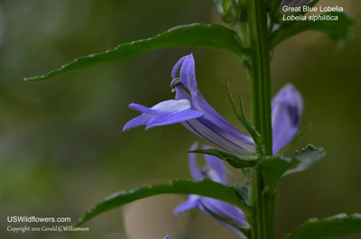 Lobelia siphilitica