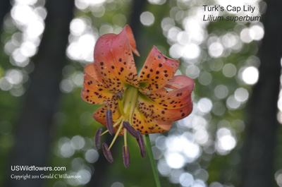 Lilium superbum