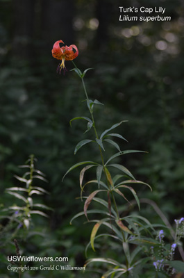 Lilium superbum