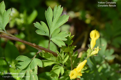 Corydalis flavula