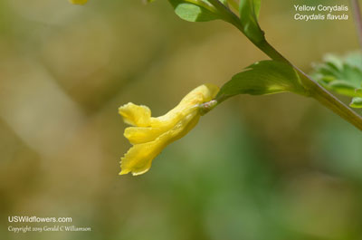 Corydalis flavula