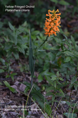 Platanthera ciliaris