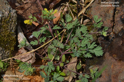 Corydalis flavula