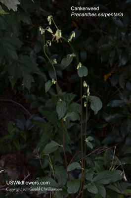 Prenanthes serpentaria