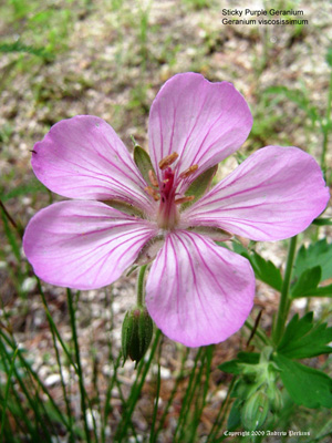 Geranium viscosissimum