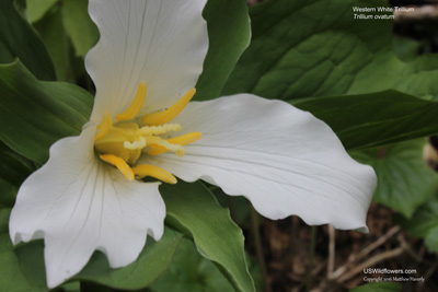 Trillium ovatum