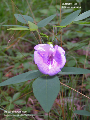 Clitoria mariana