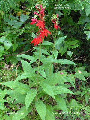 Lobelia cardinalis