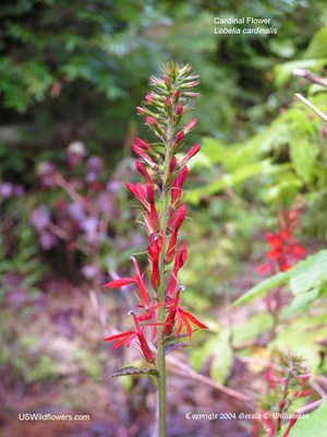 Lobelia cardinalis