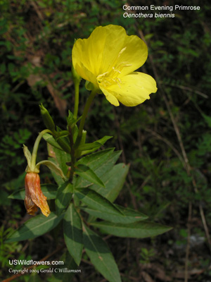 Oenothera biennis