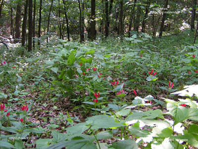 Spigelia marilandica