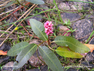 Persicaria amphibia