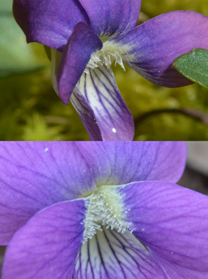 Viola egglestonii